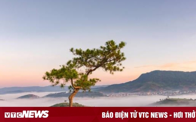 8 'cây cô đơn' nổi tiếng, được check-in nhiều nhất Việt Nam