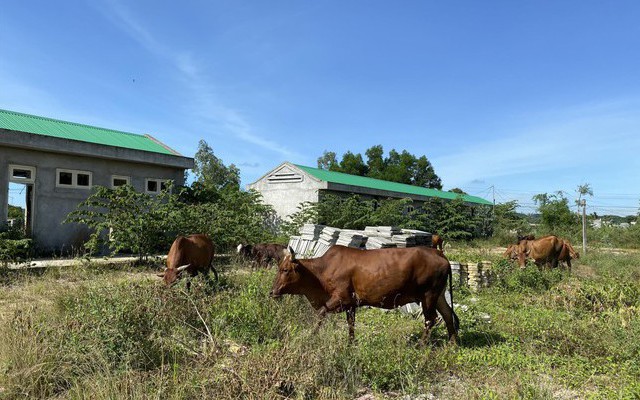 Dự án khu thương mại 70 tỷ thành nơi thả gia súc