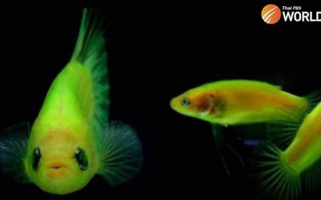 Thái Lan ra lệnh tiêu diệt cá huỳnh quang biến đổi gene