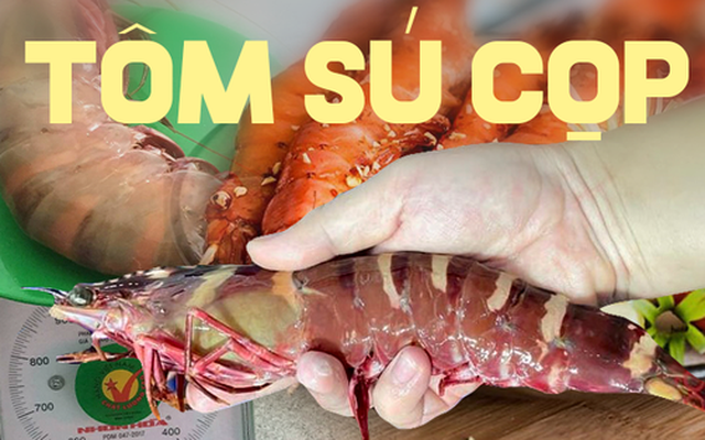 Đắt hơn cả tôm hùm, loại tôm này có giá gần 2 triệu/kg, khách đặt hàng cả tháng mới mua được