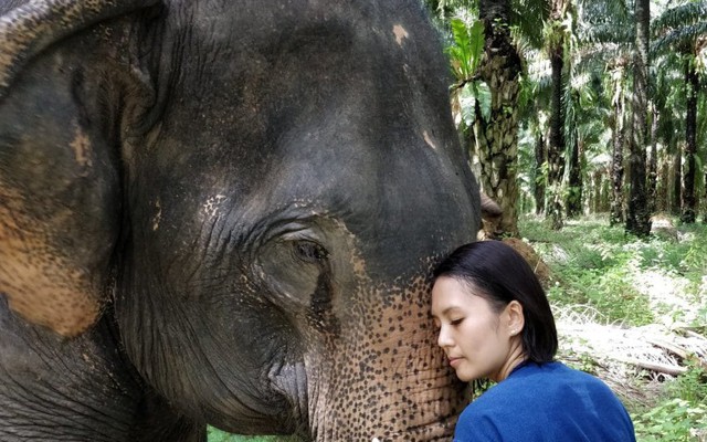 Hành trình xúc động giải cứu "chú voi cô độc nhất thế giới": Sống mòn trong dây xích!