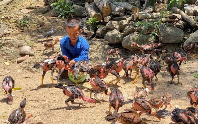 Chàng trai 'nấm lùn' khởi nghiệp bằng chăn nuôi, hai chị em khiếm thính mở phòng tranh 'Tự Lực'