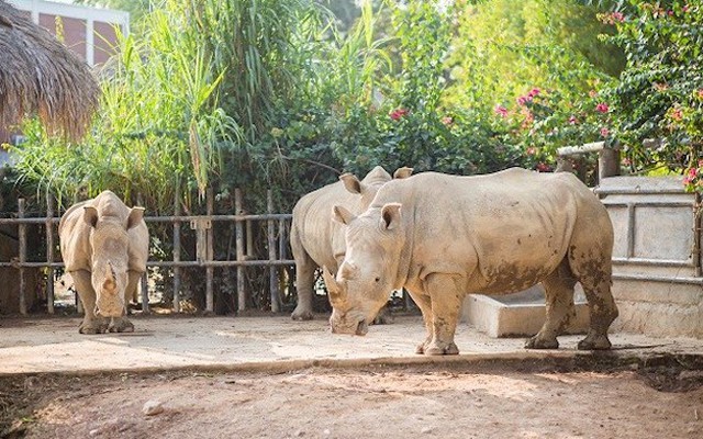 Công an vào cuộc điều tra vụ 6 con tê giác quý hiếm chết tại khu sinh thái ở Nghệ An