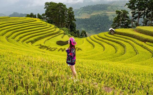 Từng đoàn xe nối nhau đi ngắm mùa vàng ở Mù Cang Chải