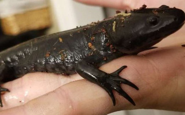 Điều gì khiến kỳ giông axolotl có thể đột ngột biến từ động vật sống dưới nước thành sinh vật sống trên đất liền?