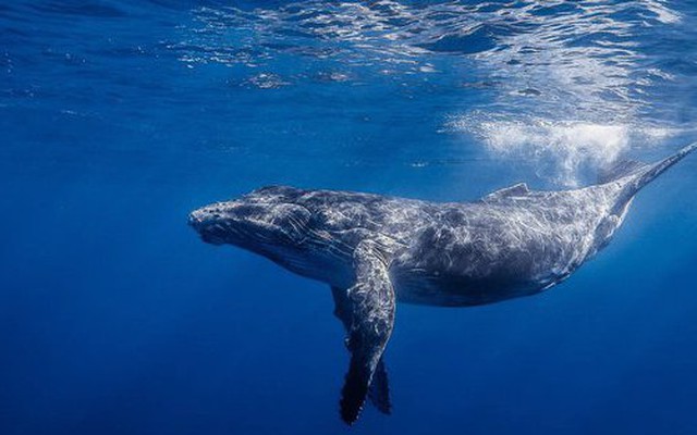 Cá voi 'rên xiết' vì thanh âm ô nhiễm của biển khơi