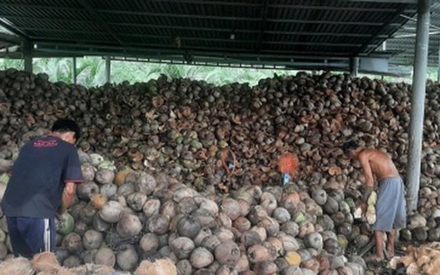 Trái dừa rớt giá thê thảm do mưa bão kéo dài