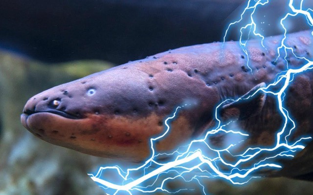 Phóng xung điện 600 vôn, loài lươn dị khiến cha đẻ thuyết tiến hóa rối trí: Bài toán khó