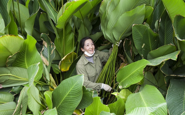 Hà Nội: Người dân làng Tràng Cát tất bật “hái lá đếm tiền”