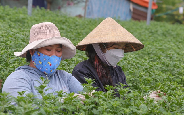 Sinh viên, công nhân thất nghiệp “ngắt lá, bẻ nụ hoa” kiếm tiền triệu tiêu Tết