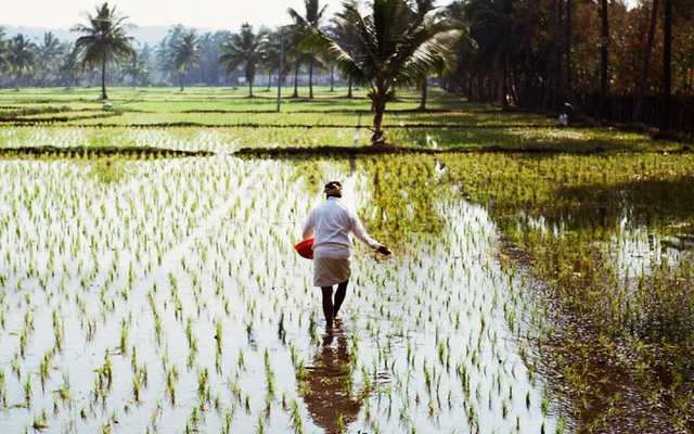 Giống lúa mới mở ra giải pháp cho tình trạng thiếu lương thực toàn cầu