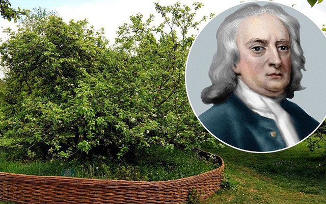 Sự thật về giai thoại quả táo rơi trúng đầu Newton để nghĩ ra định luật hấp dẫn mà cả thế giới vẫn tin suốt 400 năm qua