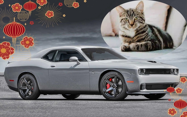 Quý Mão nói chuyện mèo và ô tô: từ Hellcat đến Leopart, Peugeot