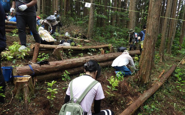 Bất ngờ với kết quả trồng rừng theo phương pháp Miyawaki ở Nhật Bản