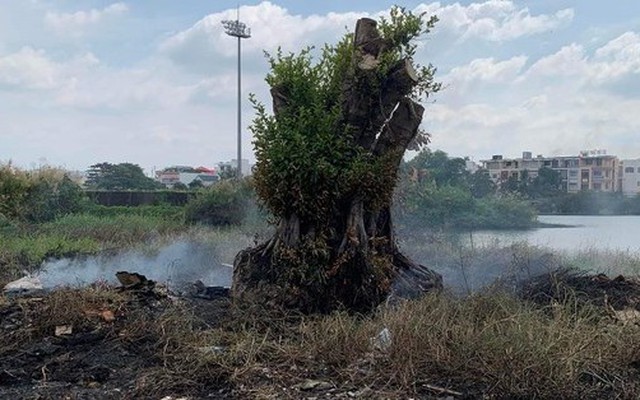 Phó trưởng Phòng Kinh tế TP. Cà Mau giải thích việc đốt cây cảnh trăm triệu của người dân