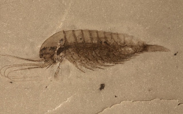 Trung Quốc phát hiện hóa thạch loài tôm có niên đại cách đây 518 triệu năm