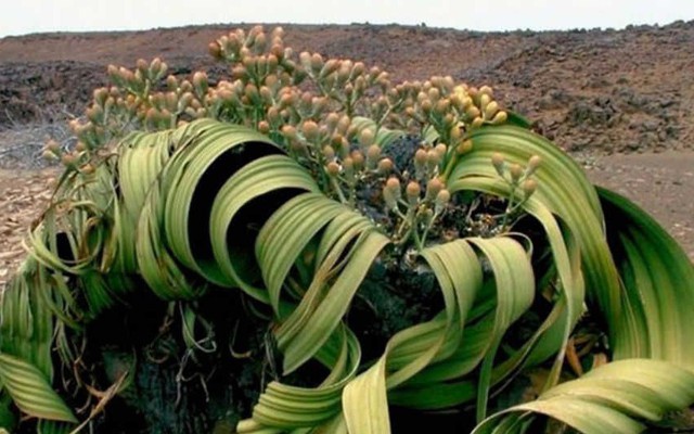 Welwitschia mirabilis: Loài thực vật cổ xưa có khả năng tồn tại hàng nghìn năm