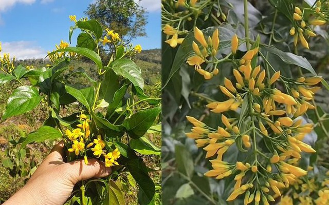 Vô tình hái bó hoa màu vàng mọc đầy đường ở Măng Đen, là cây gì mà bị cho là mắc sai lầm lớn khi du lịch vùng núi?