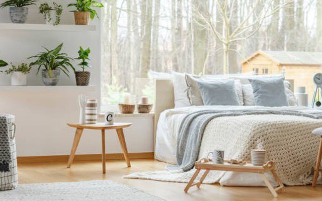 7 loại cây nên đặt trong phòng ngủ, giúp bạn ngủ ngon giấc: Có cây được ví như "máy lọc không khí tự nhiên"