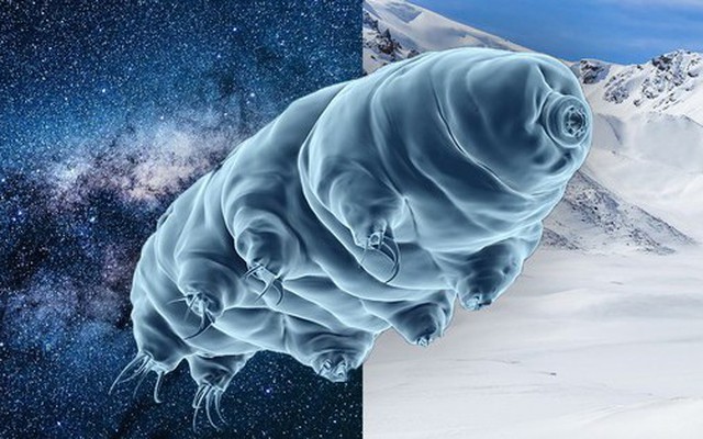 Bí mật của tardigrade bất tử: Một sinh vật không sợ bất kỳ thử thách nào!