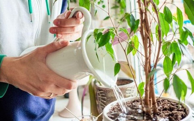 Những sai lầm cần tránh khi trồng cây trong nhà