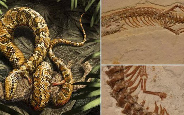 Vì sao rắn mất chân sau 26 lần tiến hóa khó khăn?