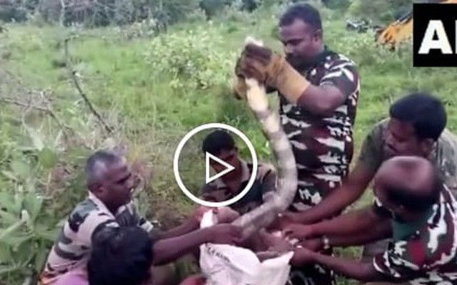 Giải cứu rắn hổ mang chúa dài 4,6m ở Ấn Độ
