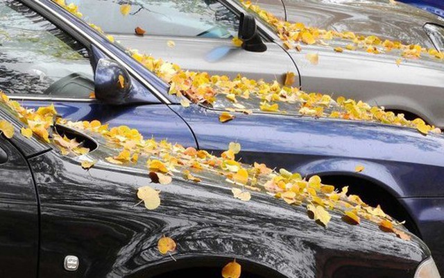 Lá cây rụng gây nguy hại tới ô tô thế nào?