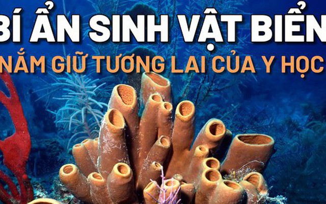 Bí ẩn những sinh vật biển lâu đời nhất hành tinh nắm giữ tương lai của y học