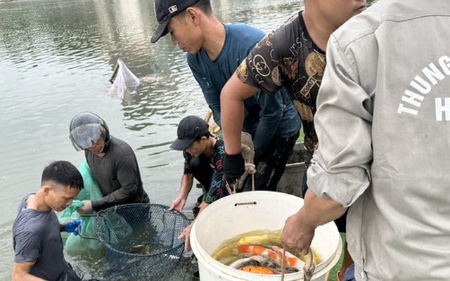 Hà Nội: Cận cảnh di chuyển toàn bộ 8 tấn cá koi khỏi hồ Đầm Đông