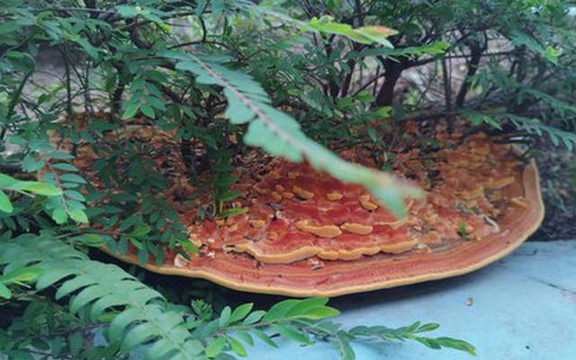 Phát hiện "chiếc pizza" khổng lồ dưới gốc cây trong khu chung cư, người đàn ông đăng đàn hỏi dân mạng gây ra cuộc tranh luận sôi nổi