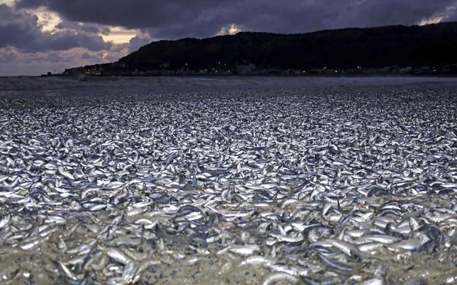 Đã có lời giải cho 1.000 tấn cá chết dạt vào bờ biển Nhật Bản: Nguyên nhân “trúng độc” bị loại bỏ
