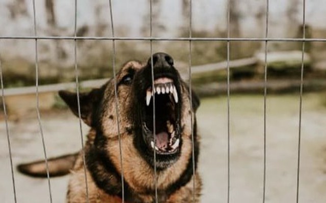 3 con chó nhà hàng xóm sổng chuồng, người phụ nữ bị cắn chết thương tâm