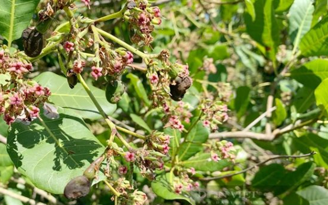 Mỹ săn lùng loại hạt ‘châu báu’ của Việt Nam: Chỉ 1/10 khu vực trên thế giới cho ra chất lượng tốt nhất, kiếm hàng trăm triệu USD mỗi tháng