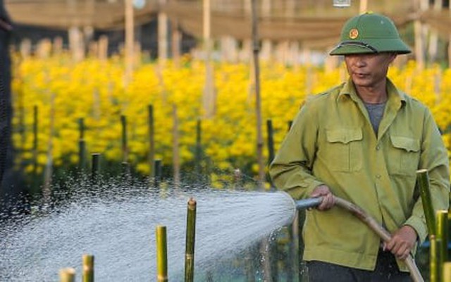 Cả năm thất bát, người trồng hoa Tây Tựu 'nín thở' chờ vụ Tết