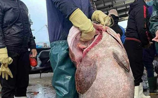 Bắt được con cá mú biển '30 năm mới thấy', nặng gần 70kg