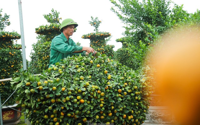 Quýt thỏi vàng tài lộc lần đầu trình làng chơi Tết