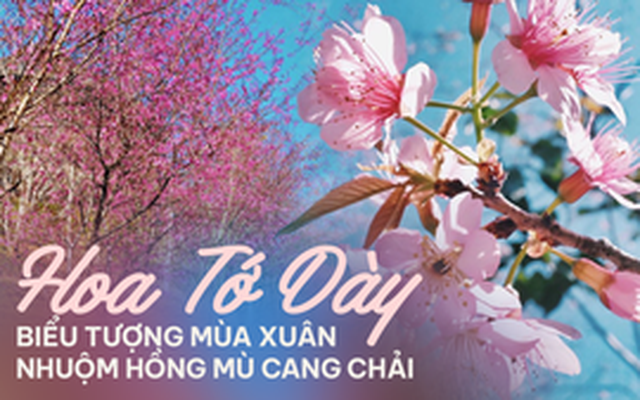 Ngất ngây Mù Cang Chải phủ rực sắc hồng, tín đồ du lịch náo nức vượt đèo ‘mục sở thị’