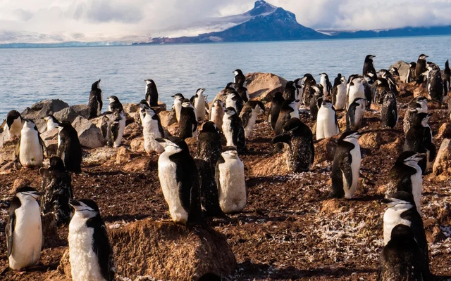 Kỳ lạ loài chim cánh cụt ngủ 10.000 giấc mỗi ngày, mỗi giấc chỉ 4 giây