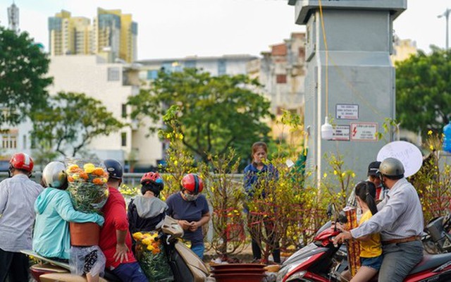 TPHCM sẽ mua lại hoa bị ế trong dịp Tết