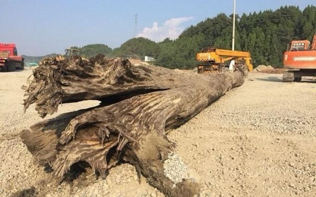 Người dân báo đào được cây gỗ “khủng” dài 27m, chuyên gia khẳng định đó là "báu vật" đáng giá hàng trăm tỷ đồng