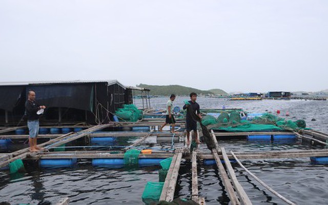 Dân nuôi tôm hùm điêu đứng vì 20 tỷ đồng 'không cánh mà bay'