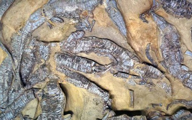 Vén màn bí ẩn "khủng long lai đại bàng, cá sấu" hơn 200 triệu tuổi