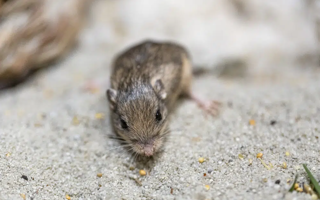 Chú chuột xác lập kỷ lục Guinness già nhất thế giới