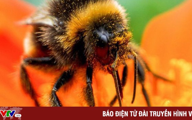 Loài ong có đầu gối không?