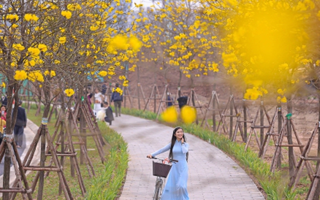 Mê mẩn ngắm nhìn con đường hoa phong linh vàng rực rỡ ở Thủ đô