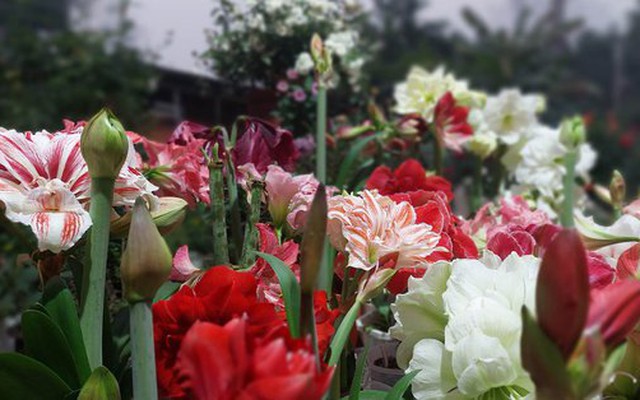 Khu vườn hơn 50 loài hoa đua nhau khoe sắc, rau quả tốt tươi ở Yên Bái