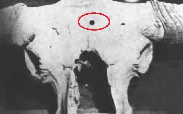 Tại sao lại có lỗ đạn xuất hiện trên các hộp sọ tiền sử?