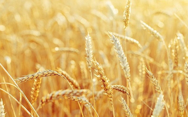 Chỉnh sửa gen lúa mì để giảm nguy cơ ung thư
