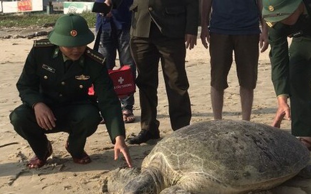 Rùa biển khổng lồ quý hiếm nặng 1 tạ mắc lưới ngư dân Thừa Thiên - Huế